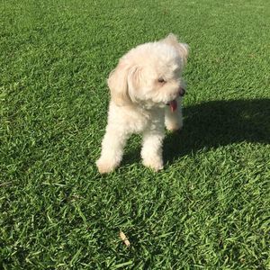 Meet your Posher, Irene